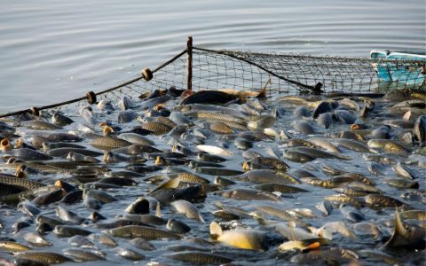 台灣水產養殖產業市場分析與商機趨勢報告
