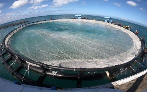 智能箱網養殖省3成人力成本 「可沉式箱網」避颱風 精準投餵省2成飼料