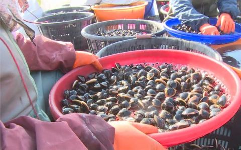 加溫禦寒搶救虱目魚！　搬進「有加溫器魚池」水溫升5度