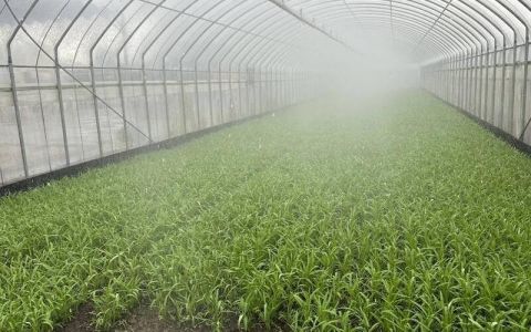 導入智慧農業規格生產葉菜 人力省4成產量增2成