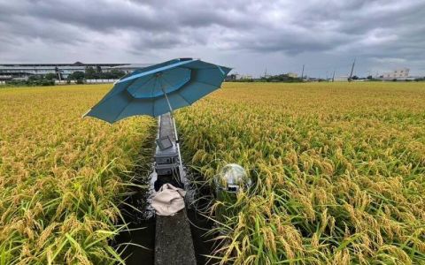 農業部花3年研究農田增匯 證實綠肥有助稻作生產力
