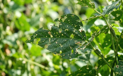 病蟲害防治檢測