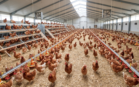🐓採購「畜禽飼料添加物」