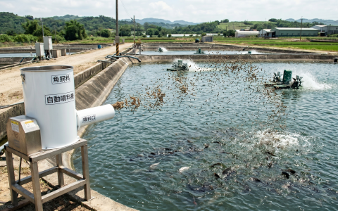 🐟️採購「IoT 智慧餵料機」
