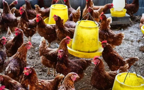 Vietnam livestock sector targets stability and sustainability