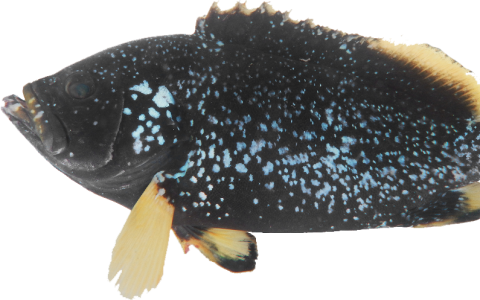 Long-Diann cultivates new species of grouper Create a new blue ocean market for grouper
