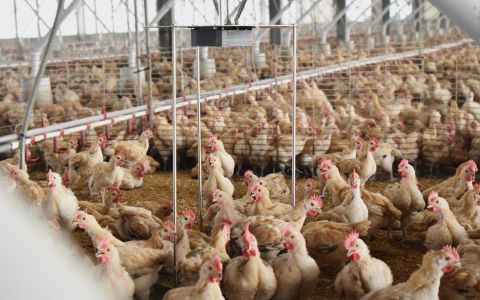 Smart Weighing and AI Bird Deterrence Address Two Key Challenges in Poultry Farming