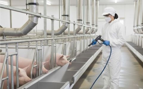 【防疫升級專訊】畜試所公布大黑豬與土黑豬科學飼料配方，協助廚餘養豬戶快速轉型