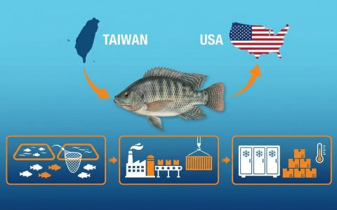 台灣鯛輸美關稅定案15%，產業迎來低關稅紅利！