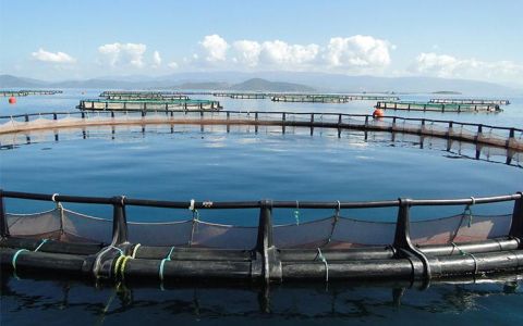 Four strategic directions for Vietnam’s marine aquaculture by 2030