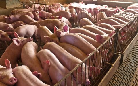 Disinfection and Pest Control : Creating a high-quality environment for healty growth of livestock and poultry