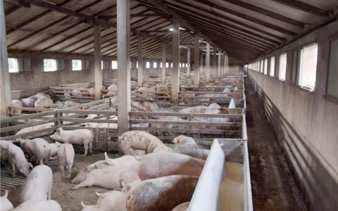 畜牧糞尿化黑金–循環經濟新典範