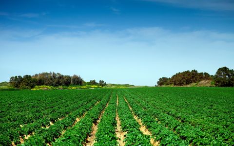 專家觀選／盧虎生：農業政見 要看執行力