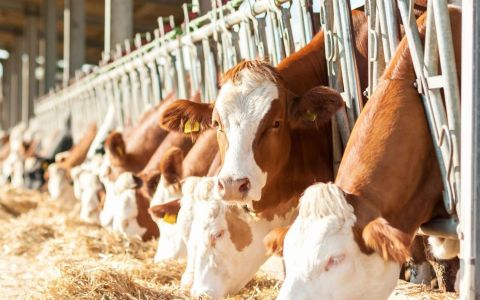 Has Taiwan caught up with the antibiotic-free farming trend?