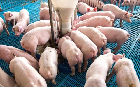 將成亞洲唯一！台灣16年無豬瘟　元旦起拔針、後年申請非疫區