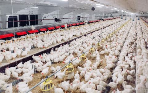 🐓採購「雞舍飼養方案」