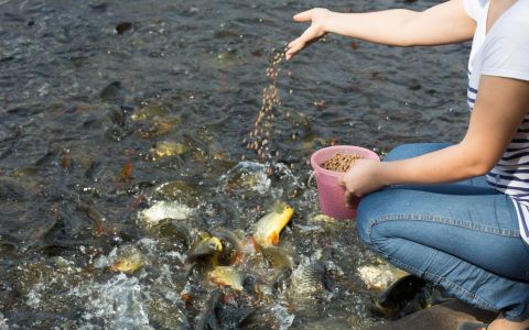 High quality nutrition and special breeding to maintain high density aquaculture