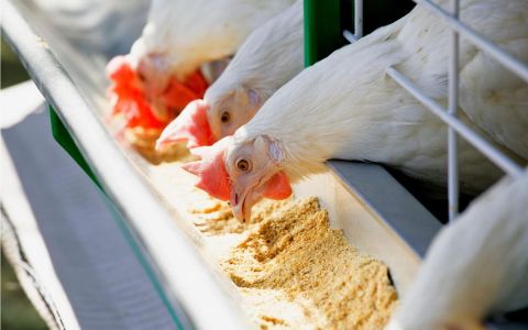 The driving force behind animal health - nutritional supplements and medication